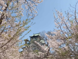 Osaka Castle framed by cherry blossoms in spring