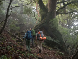Hikers on a mossy cedar forest trail among ancient yakusugi on Yakushima Island