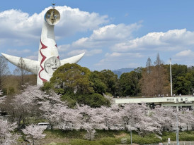 Cherry blossoms at Expo ’70 Commemorative Park with the Tower of the Sun in Osaka