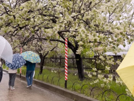 Visitors walking beneath rare cherry blossom varieties at the Osaka Mint Bureau in spring