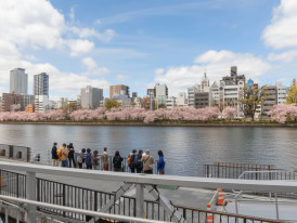 Long corridor of cherry blossoms along Okawa River with people walking