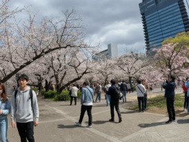 Midday crowds fill the walkways at Osaka Castle Park during peak cherry blossom season
