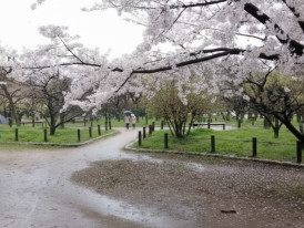 Rainy cherry blossom paths at Osaka Castle Park with fallen petals after windy spring weather