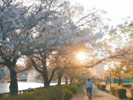Cherry blossoms lining a riverside path in Osaka at sunset with a cyclist passing beneath blooming trees