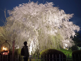 Illuminated weeping cherry tree at Maruyama Park 