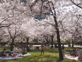 Hanami picnic under cherry blossom trees in full bloom in Japan