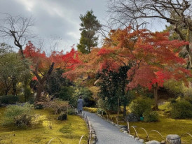 Quiet garden path in Japan during autumn, with red and gold leaves and a calm atmosphere