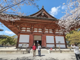 View of To-ji Temple through cherry blossom trees