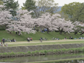 Cherry blossoms along the Kamo River with people relaxing on the riverbanks