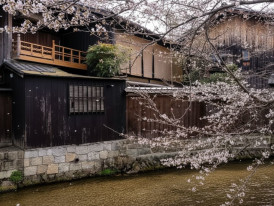 Cherry blossoms hanging over Shirakawa Canal beside traditional wooden machiya houses in Kyoto
