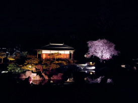 Nijo Castle cherry blossom illumination at night with pavilion reflected in the moat