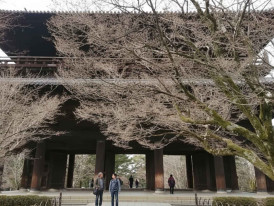Nanzen-ji Sanmon gate framed by cherry blossoms, forested hillside behind