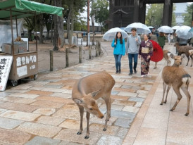 Deer bowing for food in Nara Park, Japan, as visitors walk through the temple grounds on a rainy day