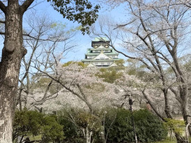 Nishinomaru Garden with cherry blossoms framing the castle tower