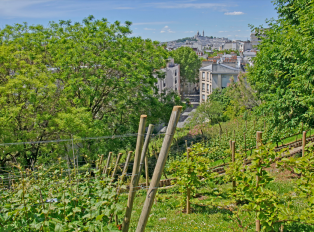 Vineyard with Montmartre view