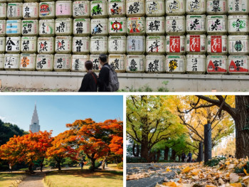 Tokyo's fall magic: A guide to experiencing the city's