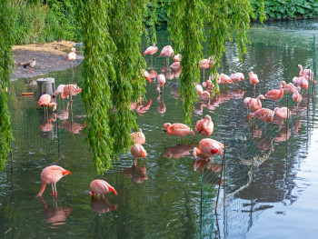 Walk side by side with a Pink Flamingo Walk side by side with a Pink Flamingo
