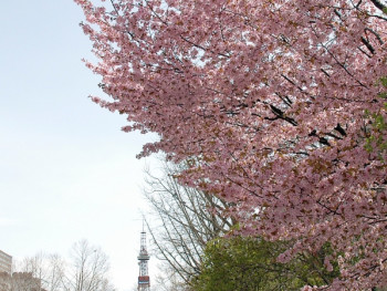 See Odori Park during Sakura Season See Odori Park during Sakura Season