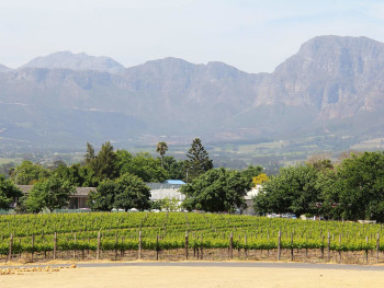 Waterblommetjiebredie – Paarl (Waterblommetjiebredie Fe Waterblommetjiebredie – Paarl (Waterblommetjiebredie Fe
