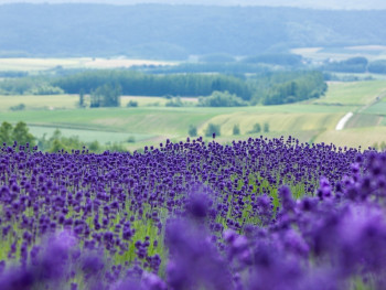 Day trip to Furano lavender fields Day trip to Furano lavender fields