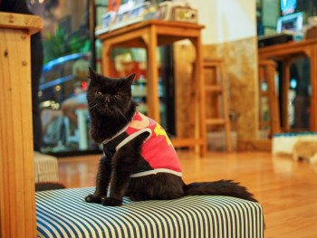 Caturday Cat Café Caturday Cat Café