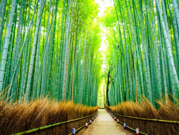 Kyoto Fall Foliage Kyoto Fall Foliage