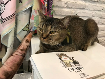 Relax with felines Relax with felines
