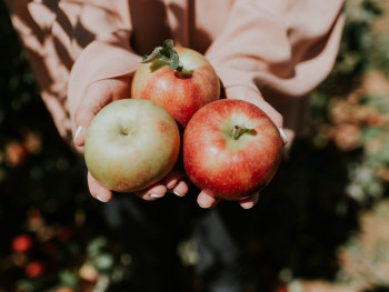 Go apple picking Go apple picking