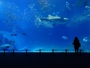 Yokohama Hakkeijima Sea Paradise Yokohama Hakkeijima Sea Paradise