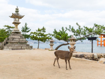 Miyajima Miyajima
