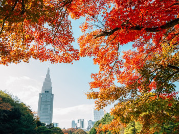 Parks and gardens: The heart of autumn in Tokyo Parks and gardens: The heart of autumn in Tokyo
