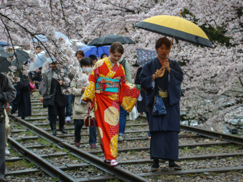 Cherry blossoms in Japan