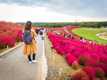 Nothing beats the beauty of the bloom at ashikaga flowe