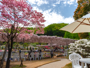 Ashikaga Flower Park, Japan Ashikaga Flower Park, Japan