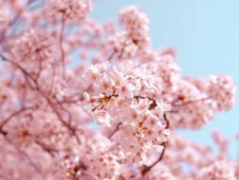 Cherry blossom tree Cherry blossom tree