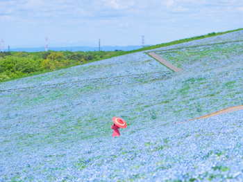Hitachi Seaside Park