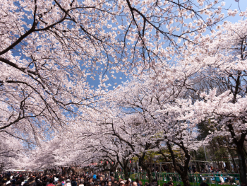 Viewing cherry blossom trees when embarking on Tokyo to