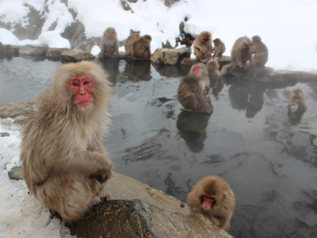 Monkeys relaxing in hot spring.