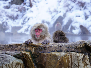 Cute monkeys at Jigokudani Monkey Park. Cute monkeys at Jigokudani Monkey Park.