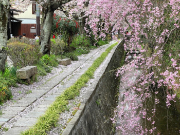 Philosopher's Walk during sakura season Japan