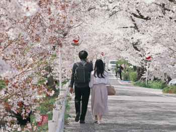 People walking under cherry blossom trees in full bloom People walking under cherry blossom trees in full bloom