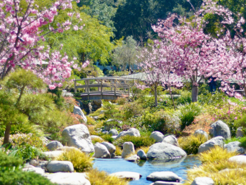 A close-up of cherry blossoms against a backdrop of bl