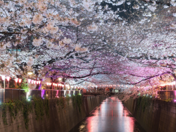 Meguro River at night. Meguro River at night.