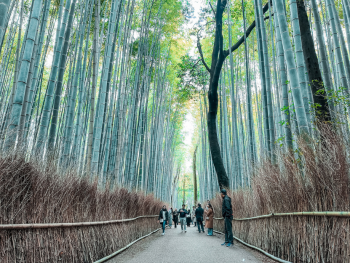 Arashiyama Bamboo Forest