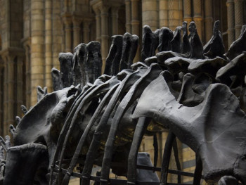 Museum of Natural History
