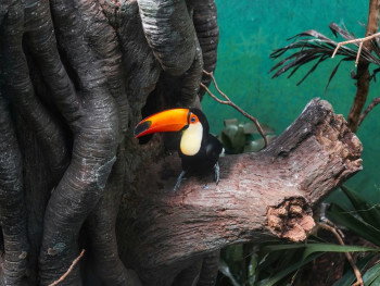 Bronx Zoo