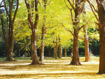 Yoyogi Park
