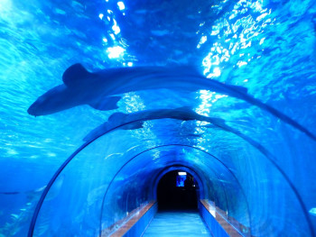 Shark gliding in curved tank photo by Hans from Pixabay Shark gliding in curved tank photo by Hans from Pixabay