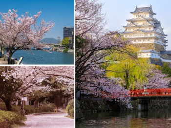 A serene shot of the Castle Park during the famous pink blossom season, with scattered petals and a soft morning light. A serene shot of the Castle Park during the famous pink blossom season, with scattered petals and a soft morning light.