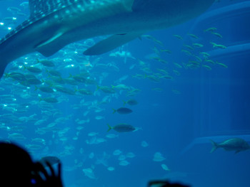 Child watching whale shark at Osaka Aquarium. Image by Anton Lammert from Unsplash Child watching whale shark at Osaka Aquarium. Image by Anton Lammert from Unsplash